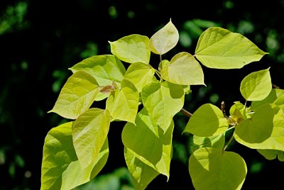 Catalpa bignonioides 'Aurea' - katalpa obecná - jarní listy